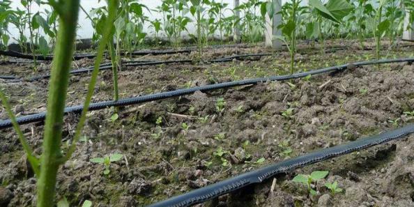 معرفی انواع لوله پلی اتیلن آبیاری کشاورزی
